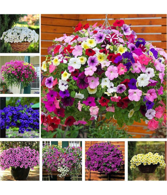 homeagro - Petunia Mixed Flower ( 50 Seeds )