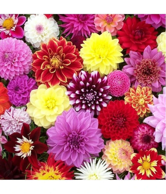 homeagro - Dahlia Mixed Flower ( 25 Seeds )