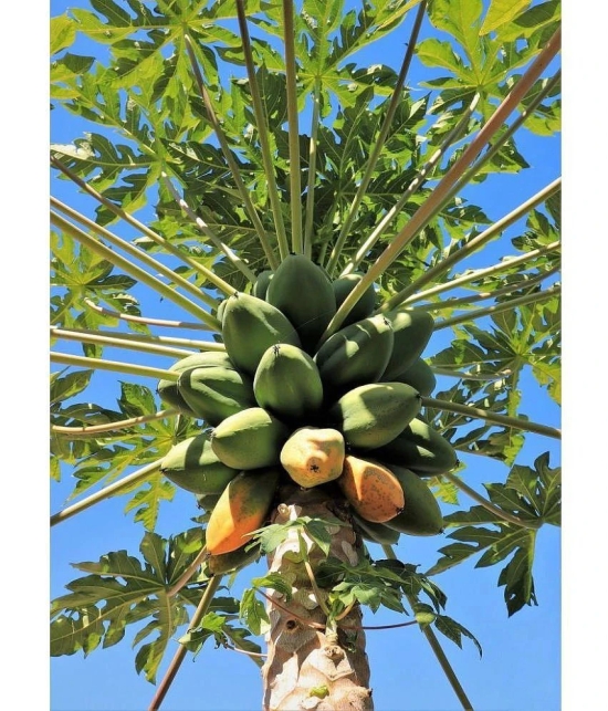 zello - Papaya Fruit ( 50 Seeds )