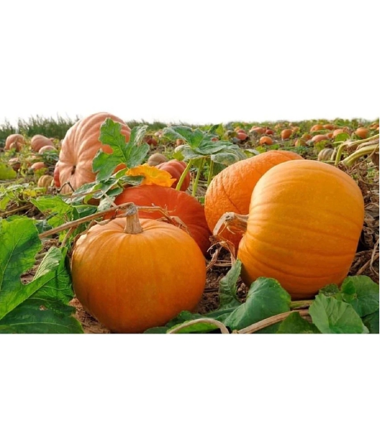 pumpkin Seeds Best Quality Seeds Big Type For Home Garden