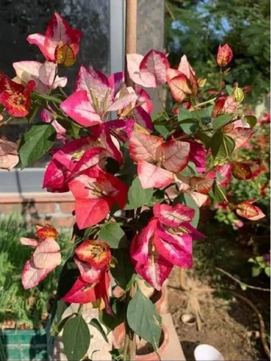 Bougainvillea Flowers Plant For Gardening