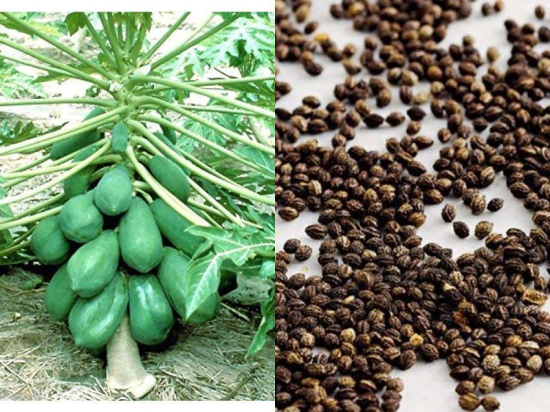 BS SEEDS Papaya Selection Seeds (50 Seeds)