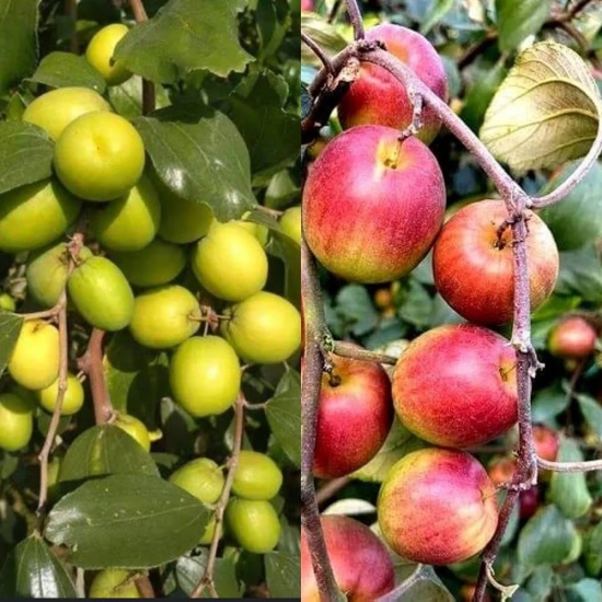 Grafting All Time Red Apple Ber- Fruit Plants