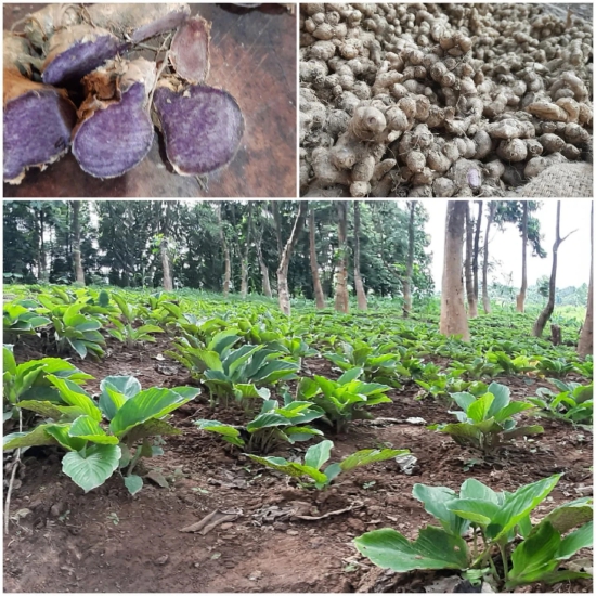 Black Ginger Powder