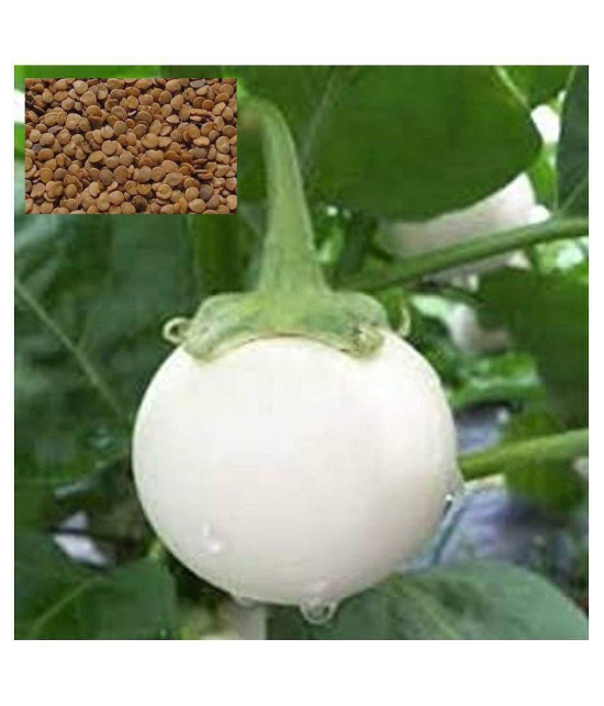 Matrix White Eggplant-Brinjal Baigen Seed