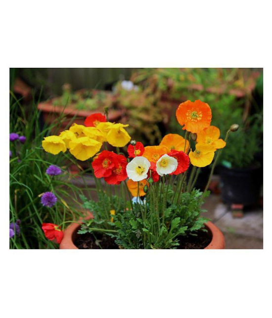 Flanders Poppy Hybrid Seeds Gardening Seeds Garden [Home Garden Seeds Eco Pack] Plant Seeds