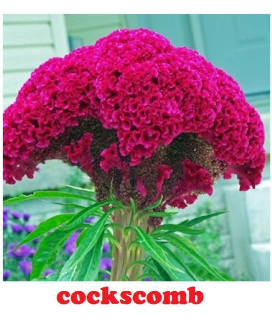 cockscomb mix type flower 30 seeds pack with free cocopeat and user manual