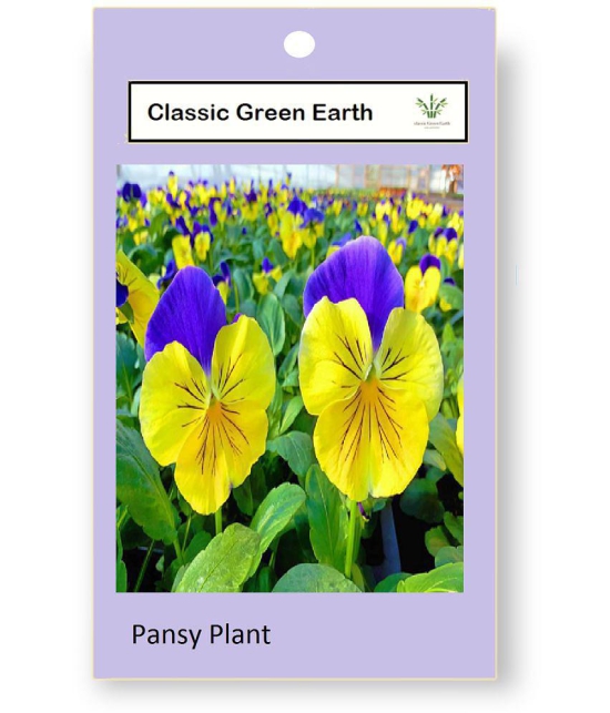 CLASSIC GREEN EARTH - Pansy Flower ( 70 Seeds )