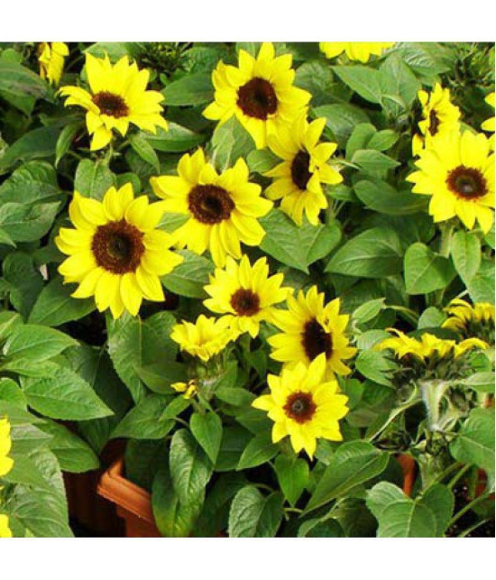 Sun flower medium 20 seeds pack with Free cocopeat and user manual for your garden