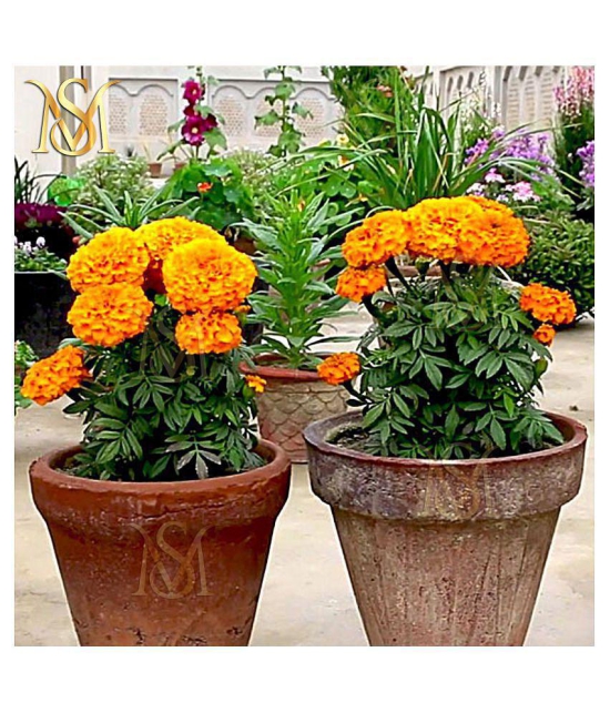 MS. Marigold Seeds MIX 30 seeds