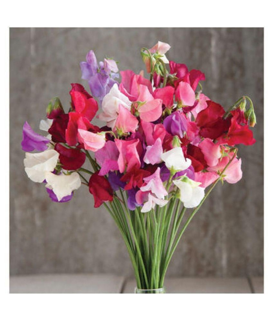 Sweet Pea Mixed Colour Flower F1 Hybrid Seeds Good Germinetion 10 seeds