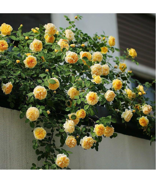 Yellow Climbing Rose Seeds Perennial Flower Garden Decor Home 20 seeds