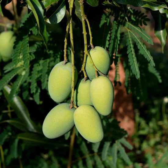 Dasheri Mango Fruit  Plant (Grafted)