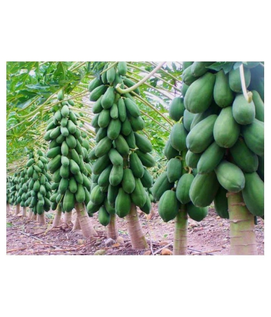 Papaya F1 Hybrid Imported Fruit Seeds 40 seeds + Instruction Manual