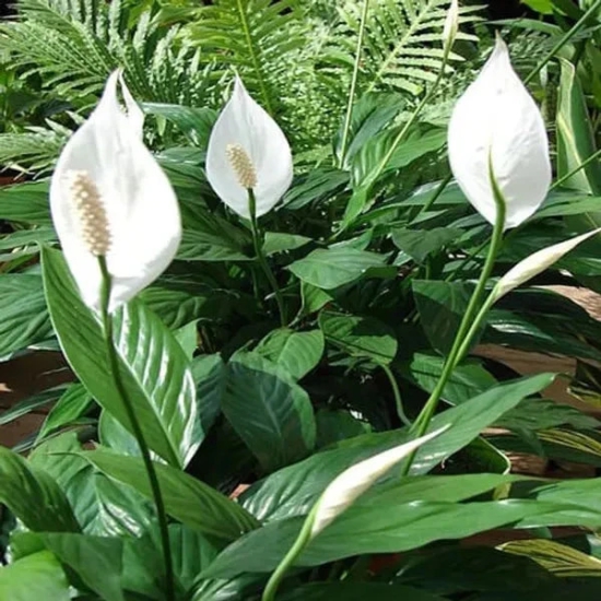 Peace Lily Plant