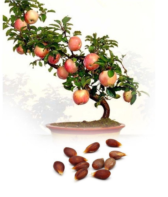 Apple Hazaratbali Variety Fruit Seed Plant For Indoor