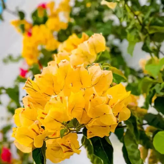 Bougainvillea Flower Plants (Yellow) Colour