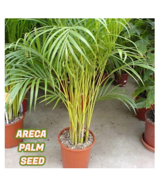 sky star agro & co. - Areca palm Plant ( 5 Seeds )