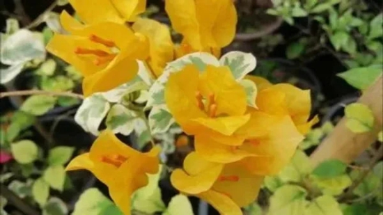 Variegated Bougainvillea (Yellow) Colour  Plant