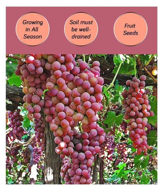 shivam organic seeds - Fruit Seeds ( 20 seeds )