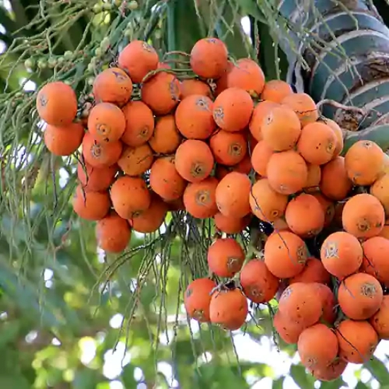 Supari Plant | Betel Nut Fruit Plant.