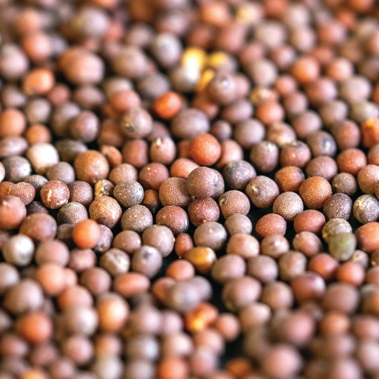 Mustard Seeds Whole-100g to 1kg / 1kg