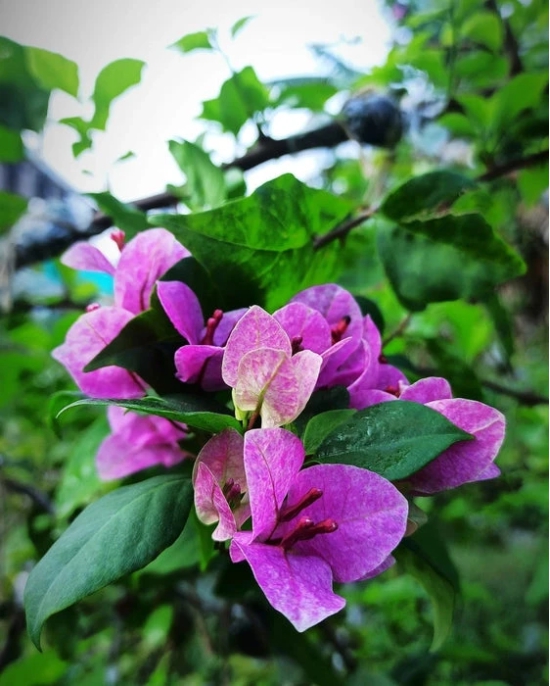 Thai Violet September Bougainvillea (Bougainvillea glabra)