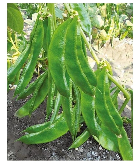 Dolichos Improved Sem Phali, Lima Beans - Vegetable 30 Seeds