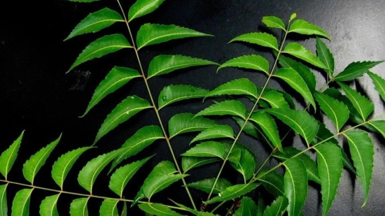 Ayurveda natural herbal Neem leaves 