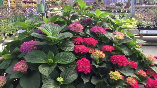 Hybrid Hydrangea Plant For Gardening