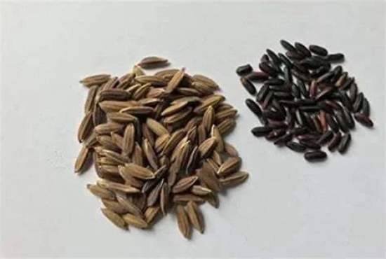 Organic Black Rice (Unpolished)