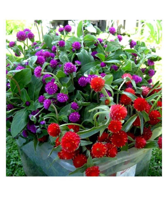 MaliaGarden Gomphrena Mixed Colour Flower Seeds - Dwarf Variety Plant - Pack of 30 seeds