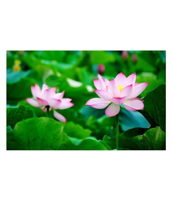 Maruti Organic Seeds Lotus Seeds pink - Indoor For Home Garden - 10 Seeds