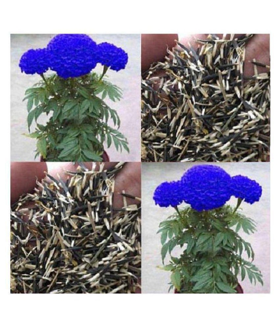 AGREY BLUE MARIGOLD FLOWER SEEDS 30 SEEDS