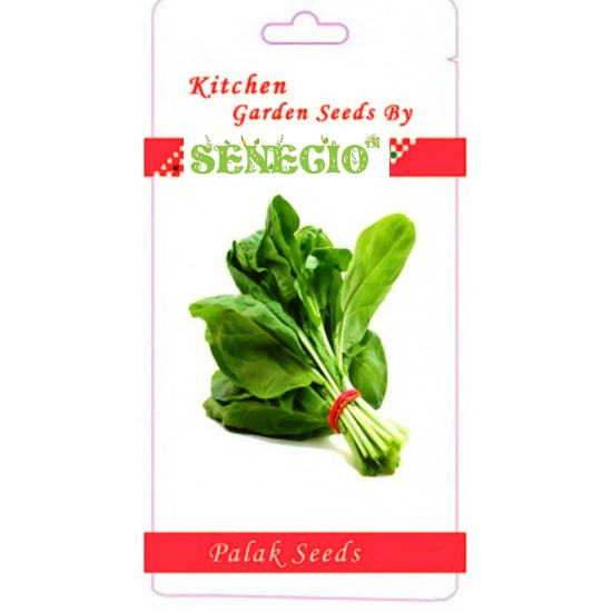 SENECIO Spinach (Palak) Seeds (100-Pack) - Perfect for Kitchen Garden & Terrace Gardening