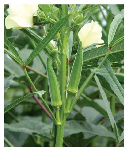 Lady Finger or Bhindi Hybrid F1 SUPREME (II) Seeds for Terrace Kitchen Balcony Gardening