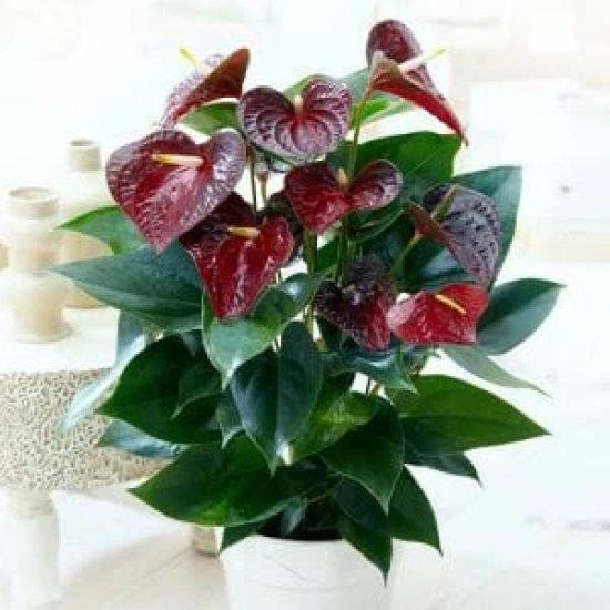 Brown Anthurium Plant