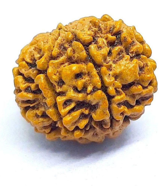 DvR ClicK - 7 Mukhi Rudraksha Bead ( Pack of 1 )