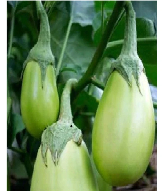 BRINJAL GREEN GOL SEEDS -Baingan Bataun -Desi Seeds Vegetables