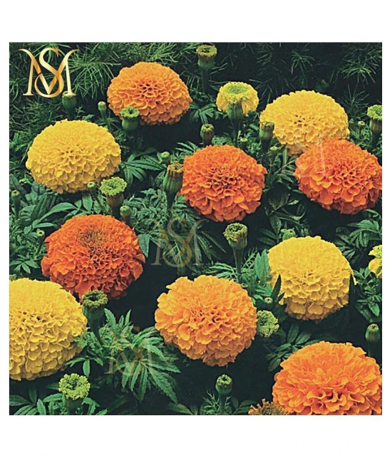 MS. Marigold Seeds MIX 30 seeds