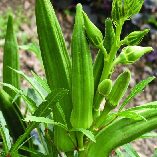 Senecio Ladies Finger Seeds (50) - Hybrid Okra