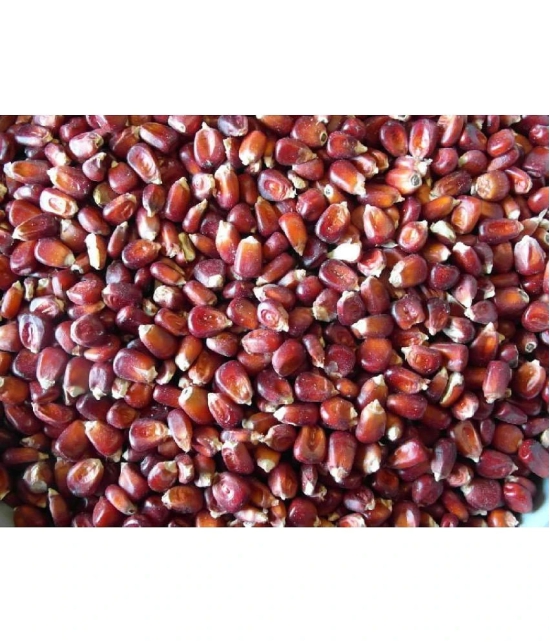 Red Corn (maize) Traditional Seeds - 50 seed