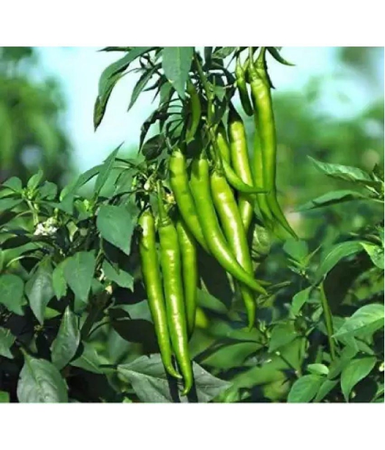 CLASSIC GREEN EARTH - Chilli Vegetable ( 200 Seeds )