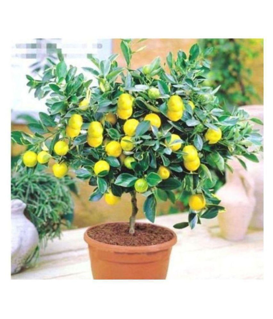 lemon seeds Suitable for home - 10 seeds