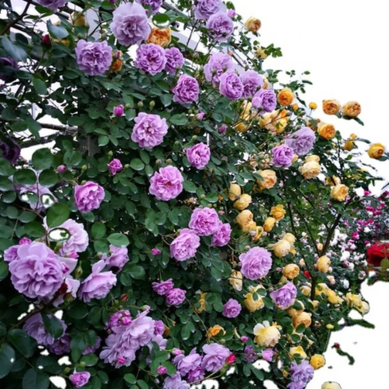 Jasmina | Climbing Rose  Flower Plant