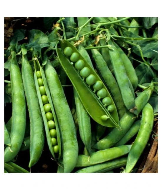 Kitchen Garden big pack 550+ seeds are best suited for growing all seasons.