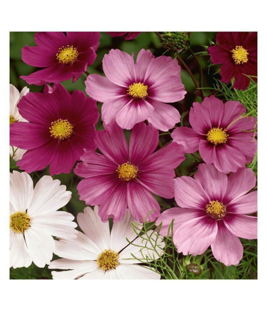 cosmos flower Purple Red-White flower Seeds | Pack of 20 Seeds