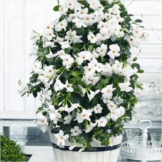 Mandevilla (White)Flowers Plant For Home Garden