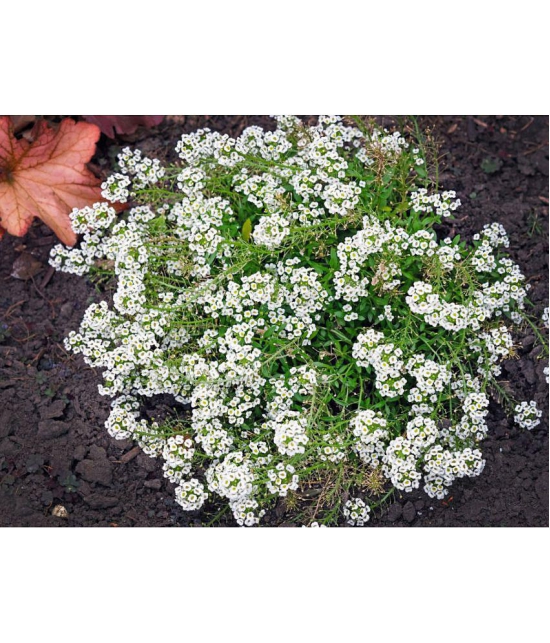 CLASSIC GREEN EARTH - Flower Seeds ( Alyssum Rosie O Day - Flower 50 Seeds )