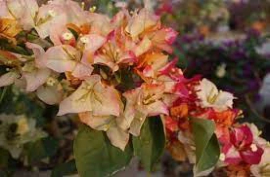 Sufia indiana bougainvillea flower plant